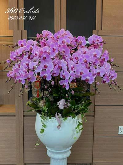 Chậu lan hồ điệp - Tiết xuân chan hòa