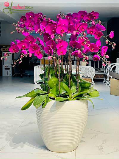 Chậu lan hồ điệp tím - An bình