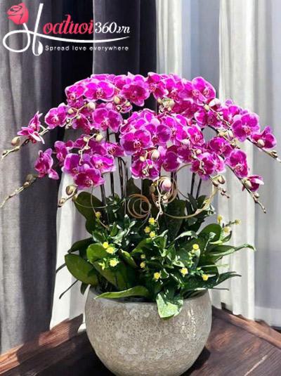 Chậu lan hồ điệp tím - An khang hưởng phúc