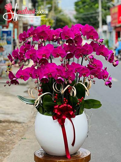 Chậu lan hồ điệp tím - Bí mật thời gian