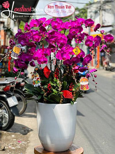 Chậu lan hồ điệp tím - Đại phú đại tài