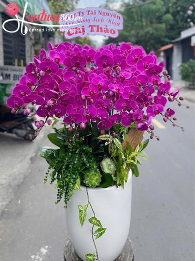 Chậu lan hồ điệp tím - Diễm phúc