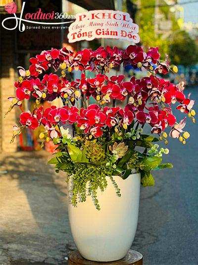 Chậu lan hồ điệp tím - Đức tài như ý