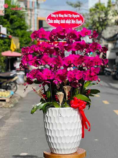 Chậu lan hồ điệp tím - Khởi sắc