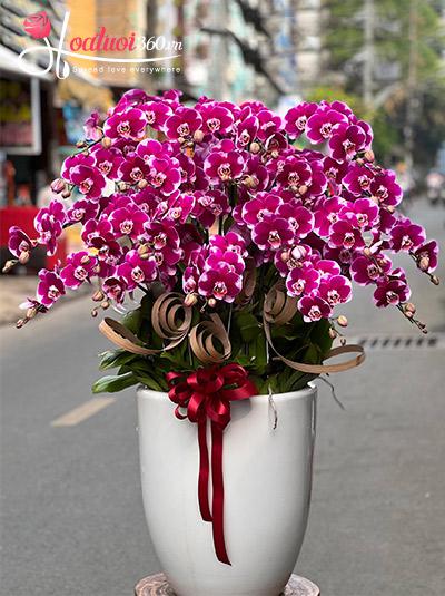Chậu lan hồ điệp tím - Kỳ vọng đẹp nhất