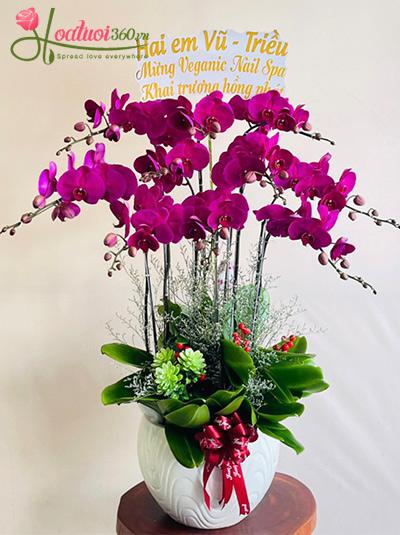 Chậu lan hồ điệp tím - Lộc hồng phát