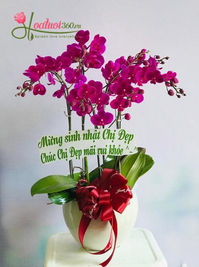 Chậu lan hồ điệp tím mini - Tím thơ mộng