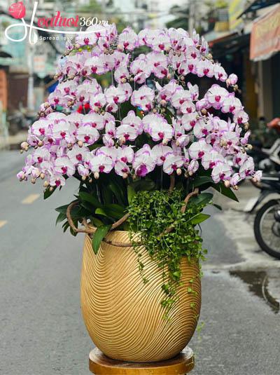 Chậu lan hồ điệp tím - Ngày càng thăng tiến