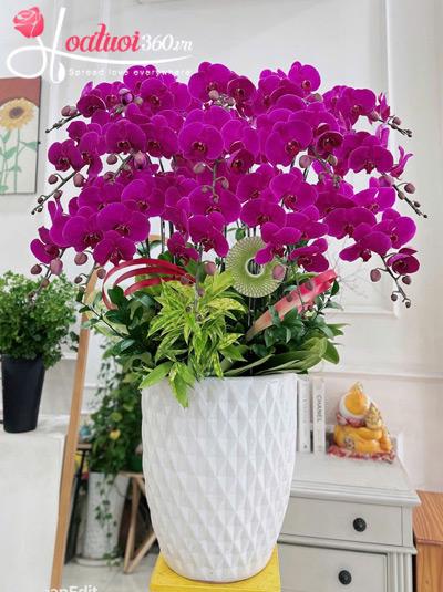 Chậu lan hồ điệp tím - Nở rộ lộc về