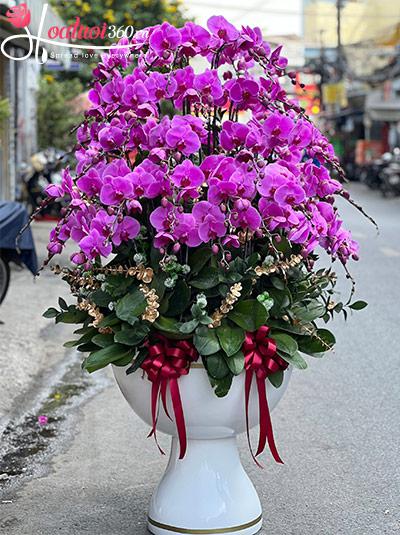 Chậu lan hồ điệp tím - Phú quý vạn gia