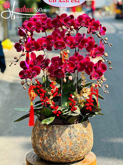 Chậu lan hồ điệp tím - Phú quý về tay