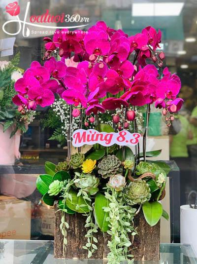 Chậu lan hồ điệp tím - Phúc thọ dài lâu