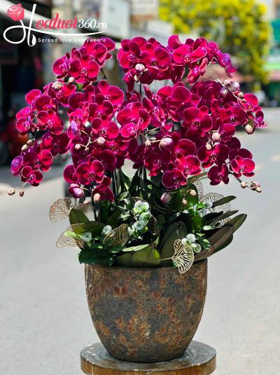 Chậu lan hồ điệp tím - Phúc vinh hoa