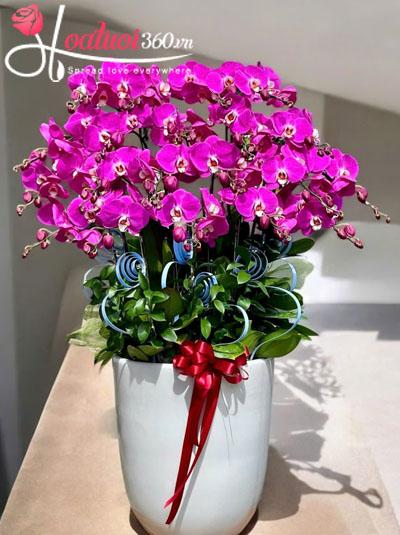 Chậu lan hồ điệp tím - Quyền uy rực rỡ