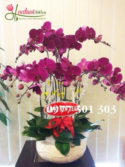 Chậu lan hồ điệp tím - Sắc tím yêu thương