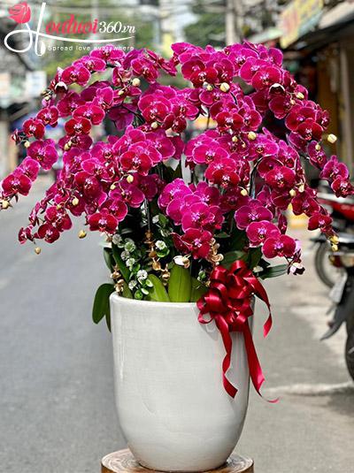 Chậu lan hồ điệp tím - Sung túc ấm no