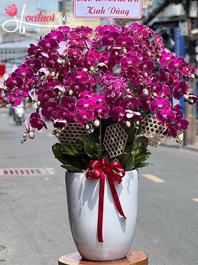 Chậu lan hồ điệp tím - Sung túc một đời
