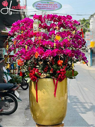 Chậu lan hồ điệp tím - Sung túc tiền tài