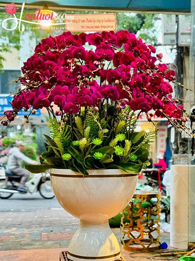 Chậu lan hồ điệp tím - Tài lộc vô vàn