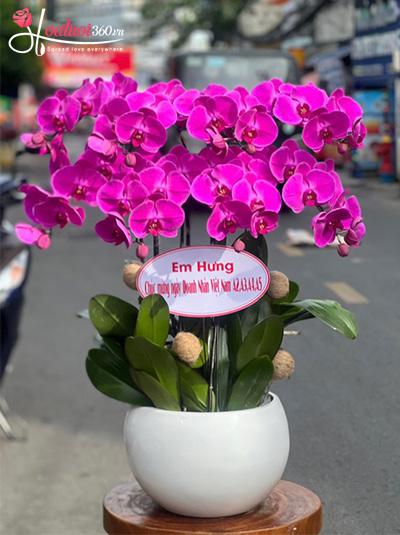 Chậu lan hồ điệp tím - Thanh danh sáng lạn
