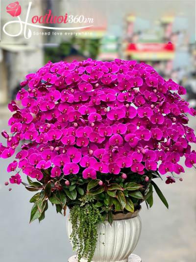 Chậu lan hồ điệp tím - Thịnh vượng mọi bề