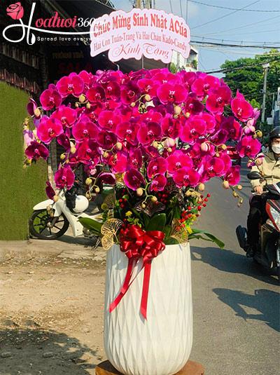 Chậu lan hồ điệp tím - Tiền vô đầy túi