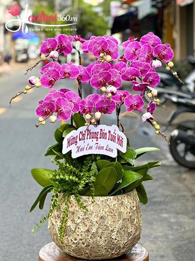 Chậu lan hồ điệp tím - Tình nồng thắm