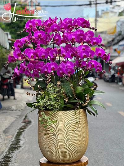 Chậu lan hồ điệp tím - Tình yêu vĩnh cửu