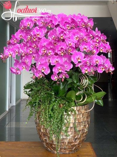 Chậu lan hồ điệp tím - Tuổi xuân phồn thịnh