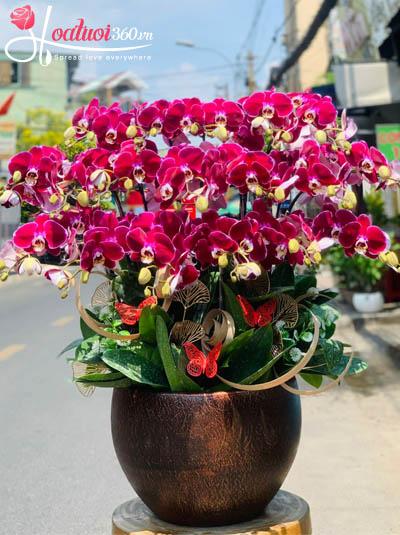 Chậu lan hồ điệp tím - Vinh hoa