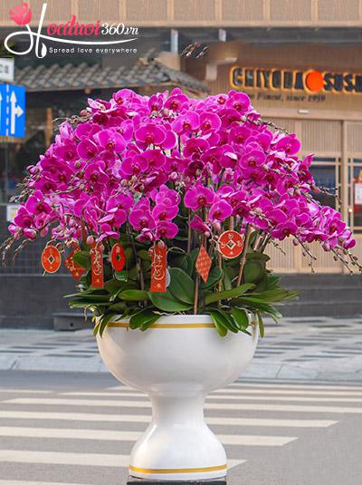 Chậu lan hồ điệp tím - Yên vui hưởng phúc