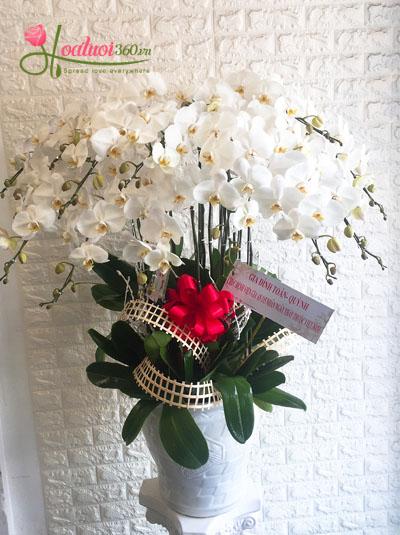 Chậu lan hồ điệp trắng- Chúc mừng khai trương