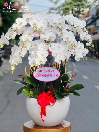 Chậu lan hồ điệp trắng - Công danh phát đạt