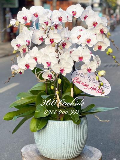 Chậu lan hồ điệp trắng - Cung chúc tân xuân