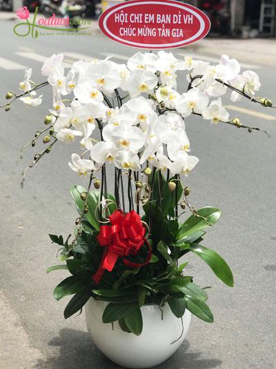 Chậu lan hồ điệp trắng - Nét đẹp tinh khôi