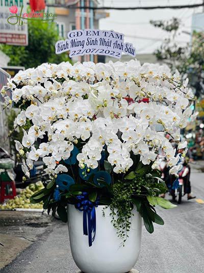 Chậu lan hồ điệp trắng - Ngày tinh khôi