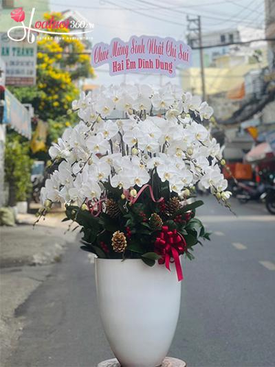 Chậu lan hồ điệp trắng - Phúc lộc tràn đầy