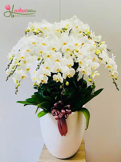 Chậu lan hồ điệp trắng - Thuần khiết