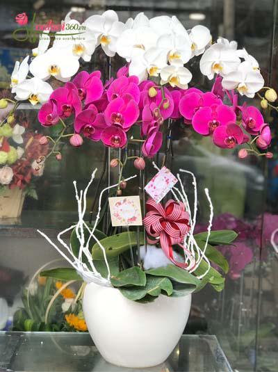 Chậu lan hồ điệp trắng tím kết hợp 32