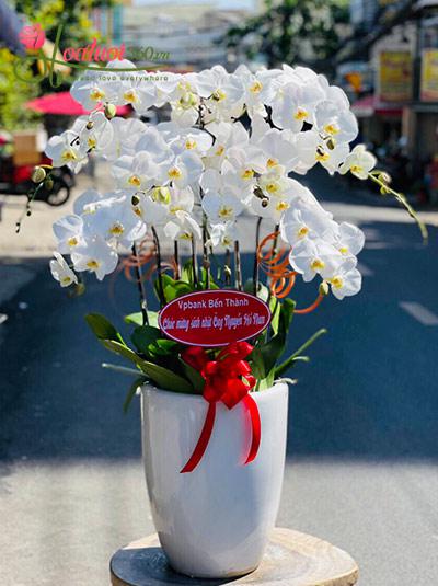 Chậu lan hồ điệp trắng - Ươm nắng