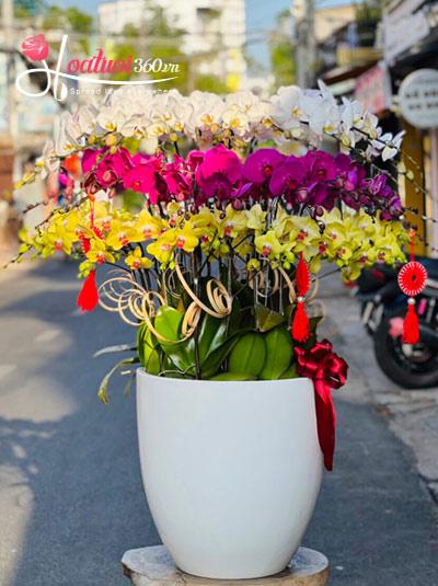 Chậu lan hồ điệp trắng vàng tím kết hợp - Vươn tới tầm cao