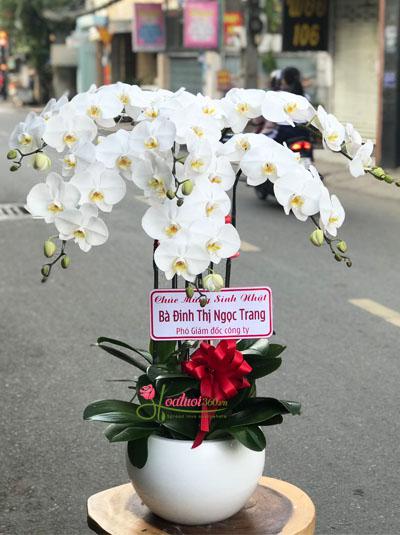 Chậu lan hồ điệp trắng - Vẻ đẹp sang trọng