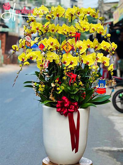 Chậu lan hồ điệp vàng - Ấm no sung túc