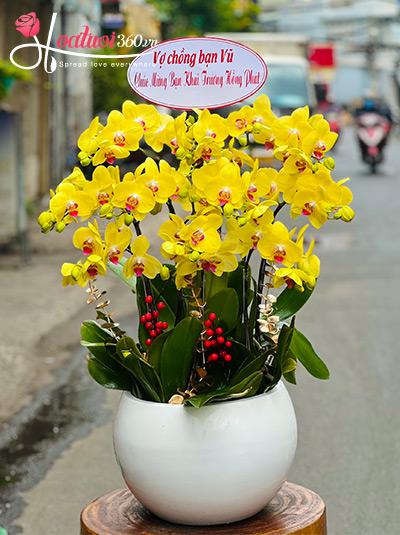 Chậu lan hồ điệp vàng - Ăn nên làm ra