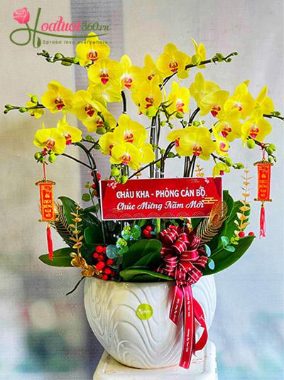 Chậu lan hồ điệp vàng - Cả năm phát tài
