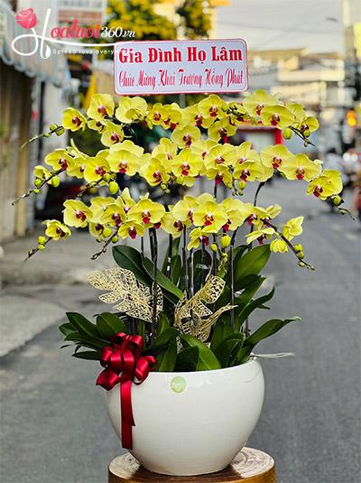 Chậu lan hồ điệp vàng - Cát tài cát lộc