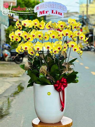 Chậu lan hồ điệp vàng - Chạm đến thành công