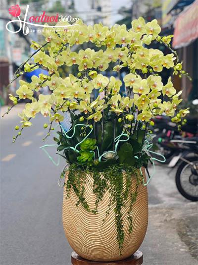 Chậu lan hồ điệp vàng - Cơ hội vươn xa