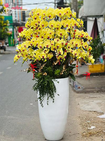 Chậu lan hồ điệp vàng - Hạnh phúc vạn gia