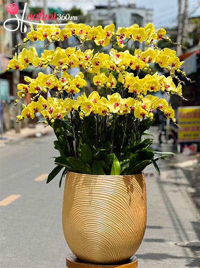 Chậu lan hồ điệp vàng - Hoa khai phú quý
